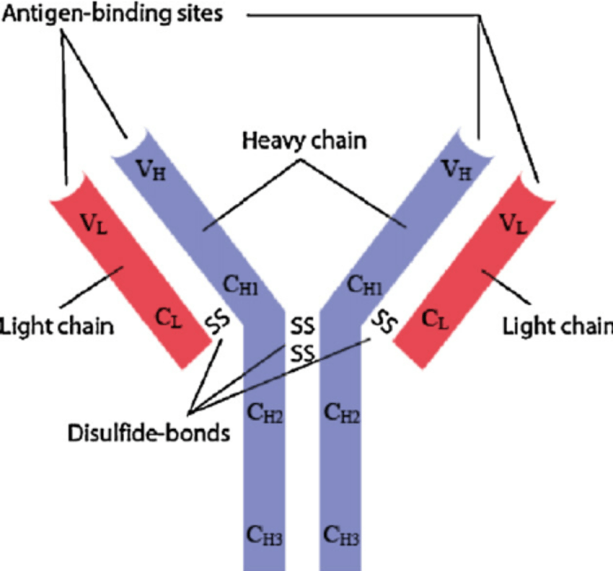 抗体的结构组成