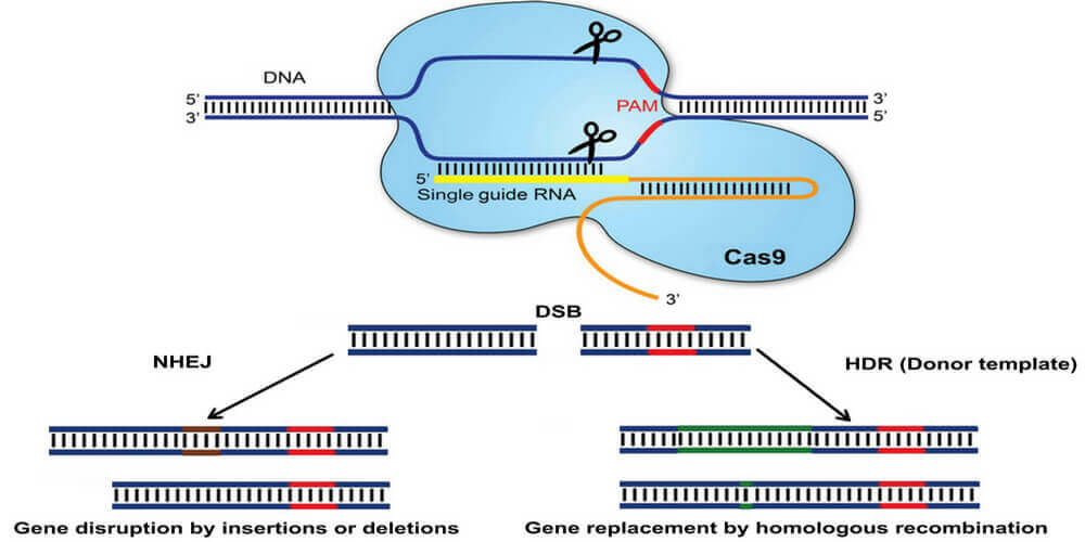 Cas9稳定细胞系