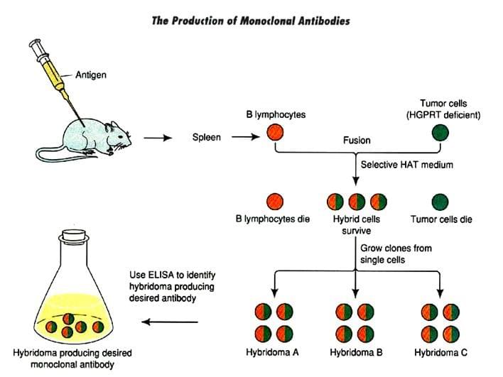 单克隆抗体的制备流程