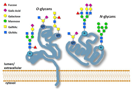 N-连接和O-连接的糖基化